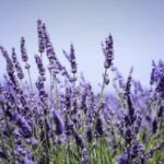 MIKADO LAVANDA 30ML