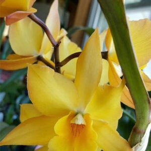 MIKADO VAINILLA 30ML