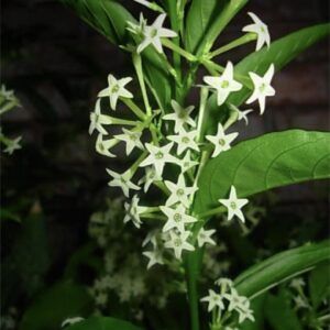 MIKADO DAMA DE NOCHE 30ML