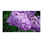 INCIENSO LILAS DEL VALLE VARILLAS